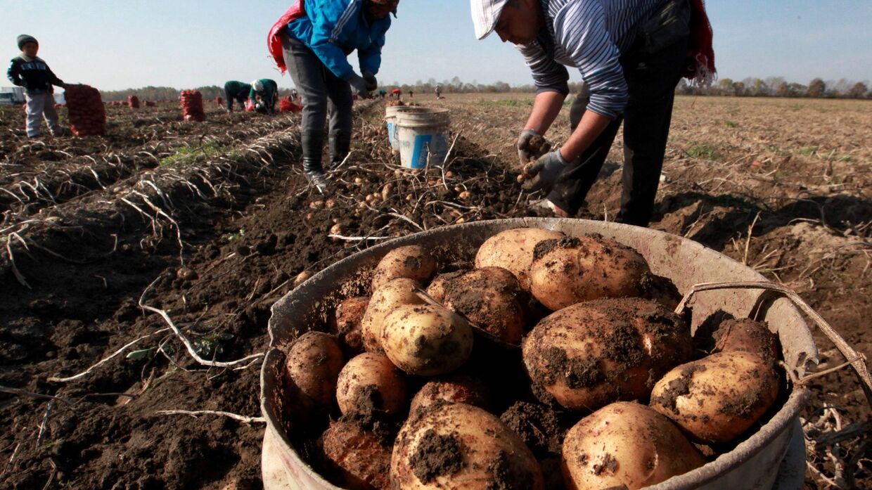 Сезонные рабочие собирают урожай картофеля
