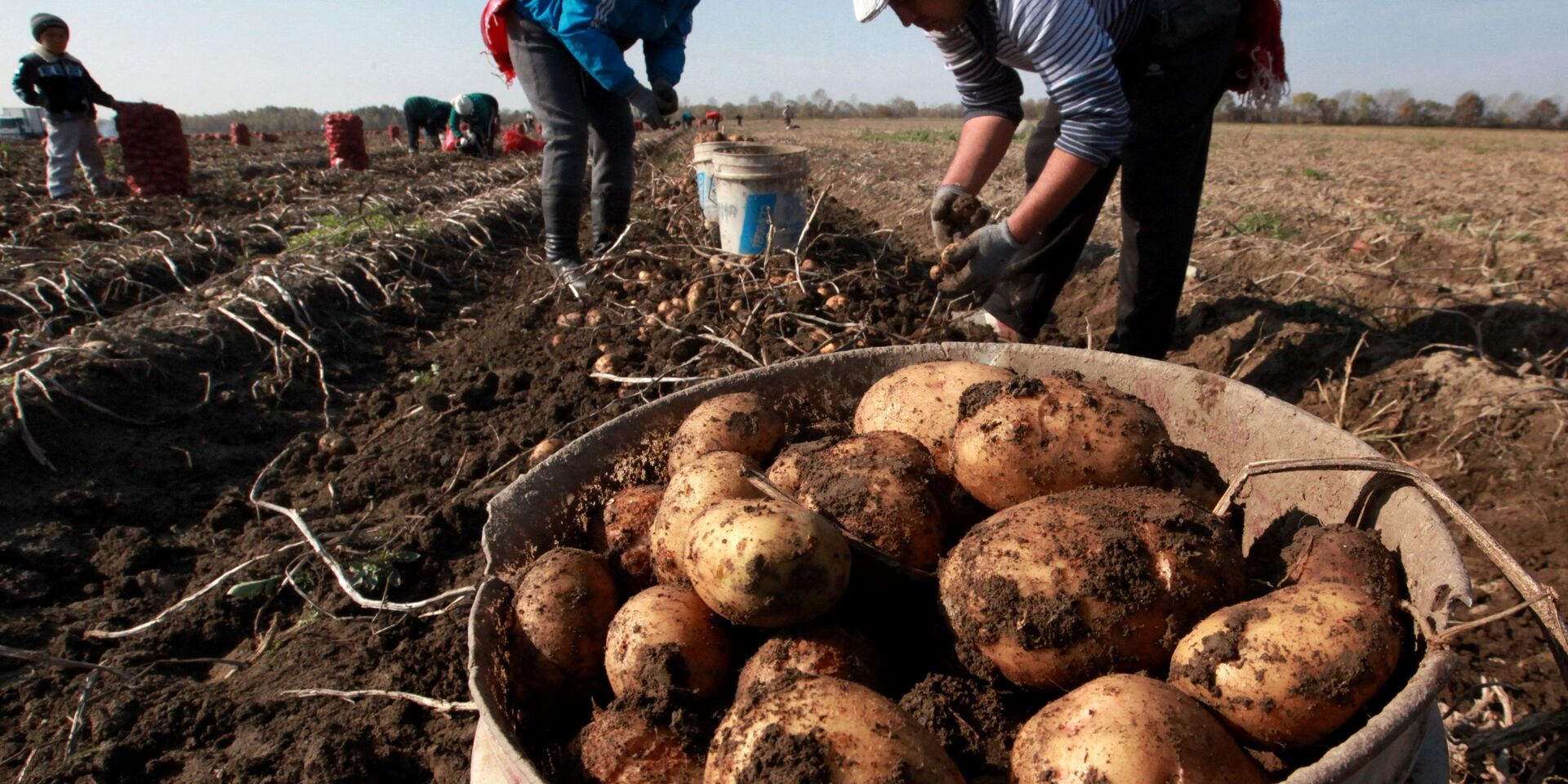 Сезонные рабочие собирают урожай картофеля - ИноСМИ, 1920, 18.07.2021