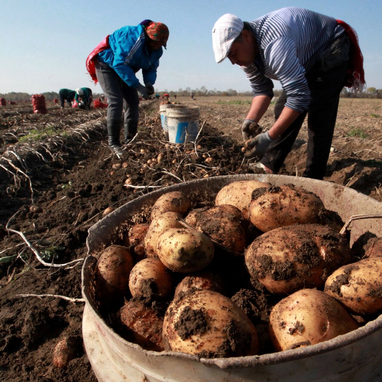 Чем можно заменить картофель: диетологи назвали три продукта (Вести,  Украина) (Вести.ua, Украина) | 07.10.2022, ИноСМИ