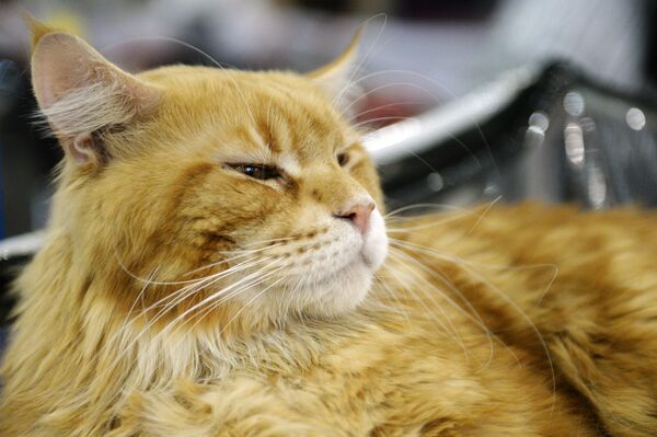 Кот породы мейн-кун