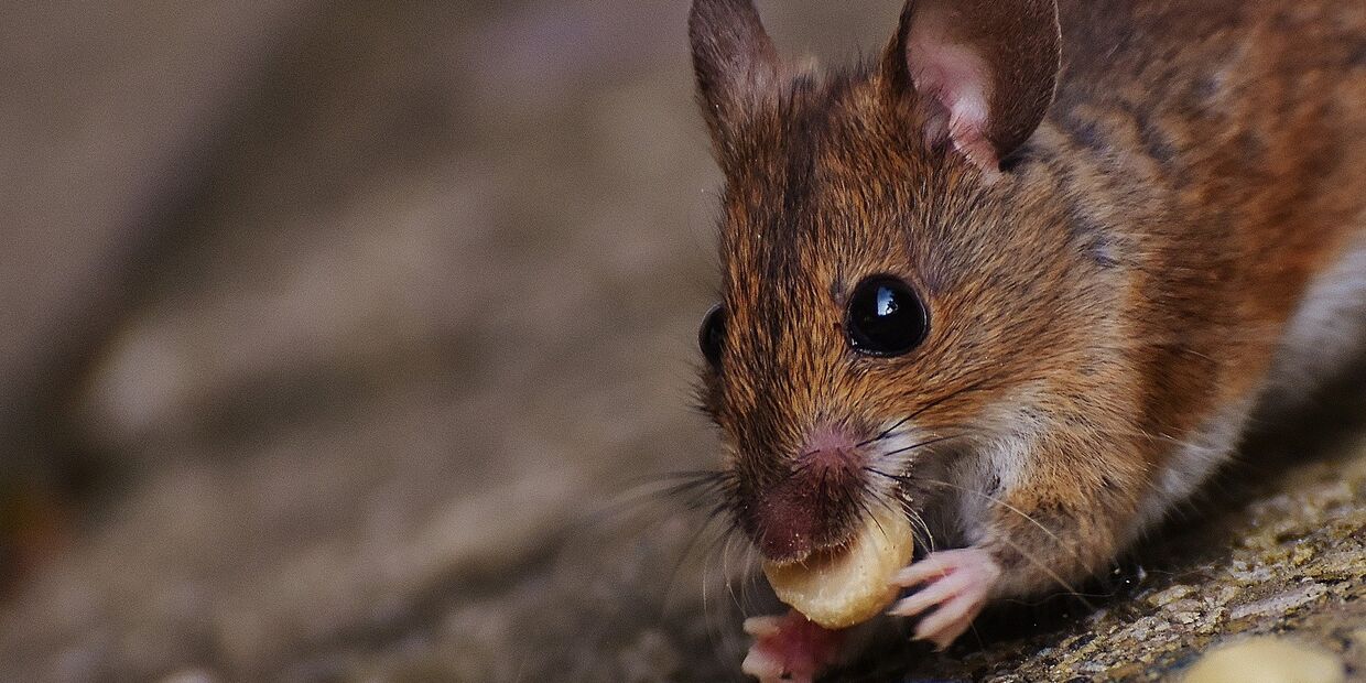 Мышь ест орехи