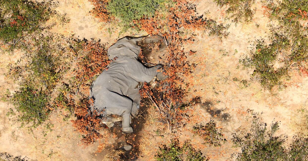 Мертвый слон в дельте реки Окаванго, Ботсвана