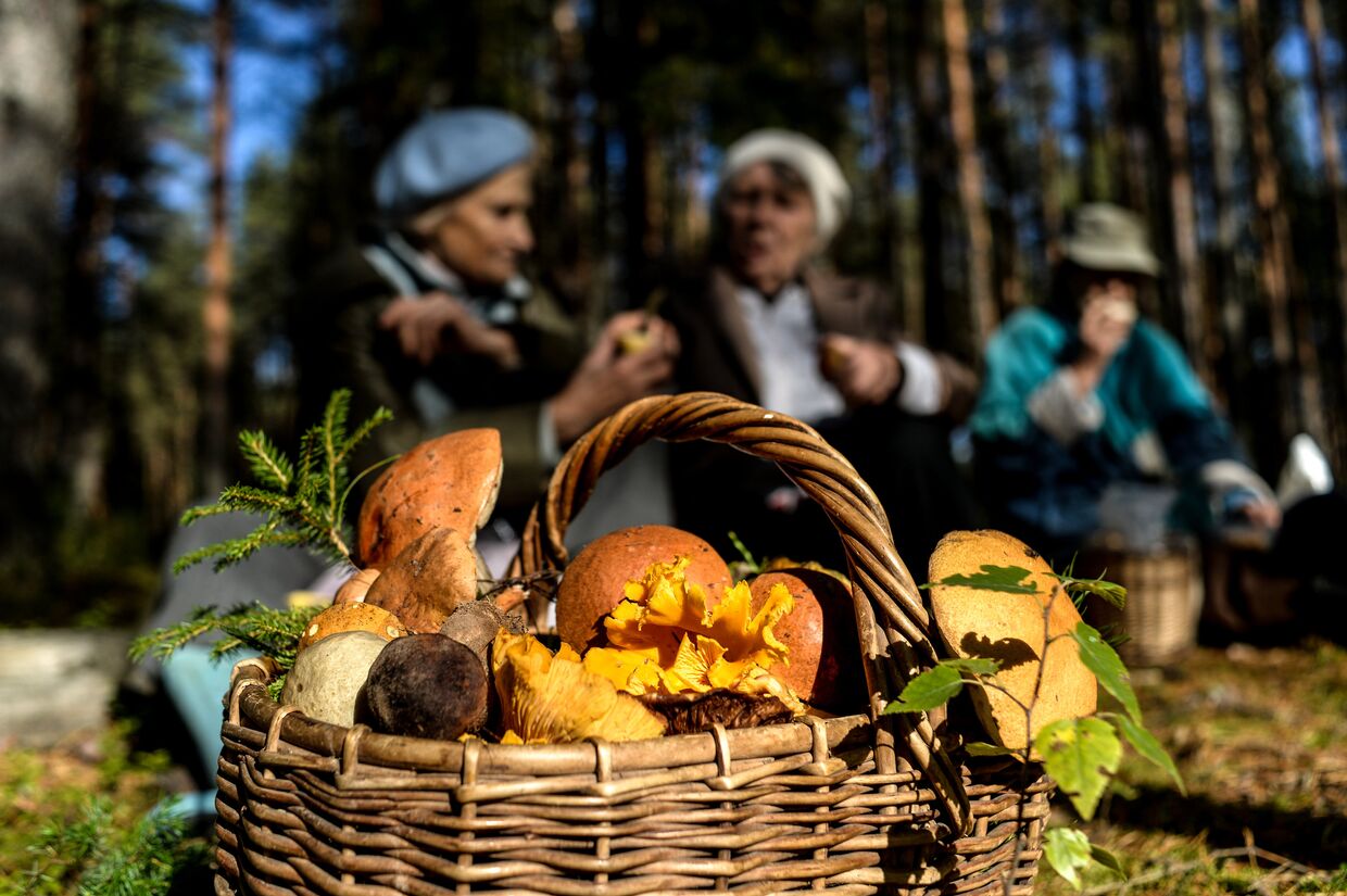 Грибы, собранные жителями Новгородской области в лесу