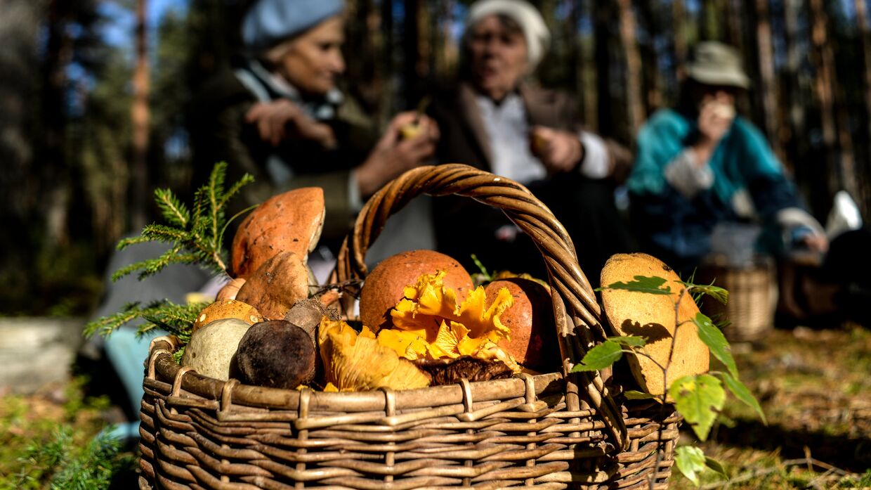 Грибы, собранные жителями Новгородской области в лесу