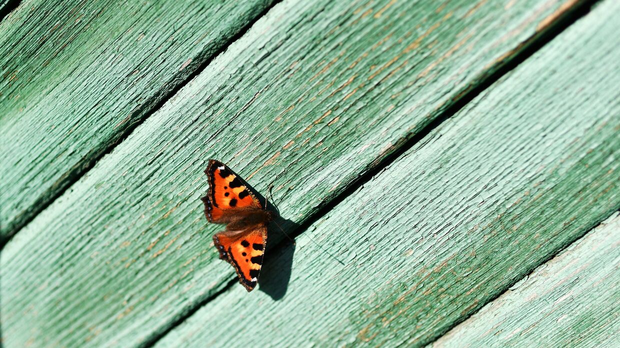 Бабочка в городе Тара Омской области.