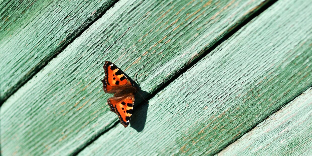 Бабочка в городе Тара Омской области. Бабочка в городе Тара Омской области.
