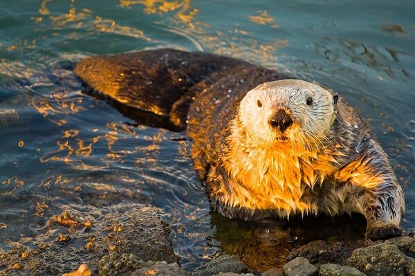 Морская выдра