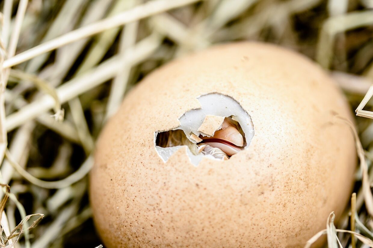 Птенец вылупляется из яйца