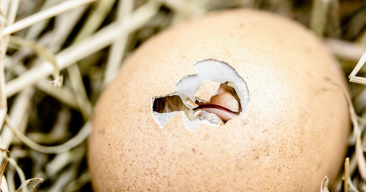 Птенец вылупляется из яйца