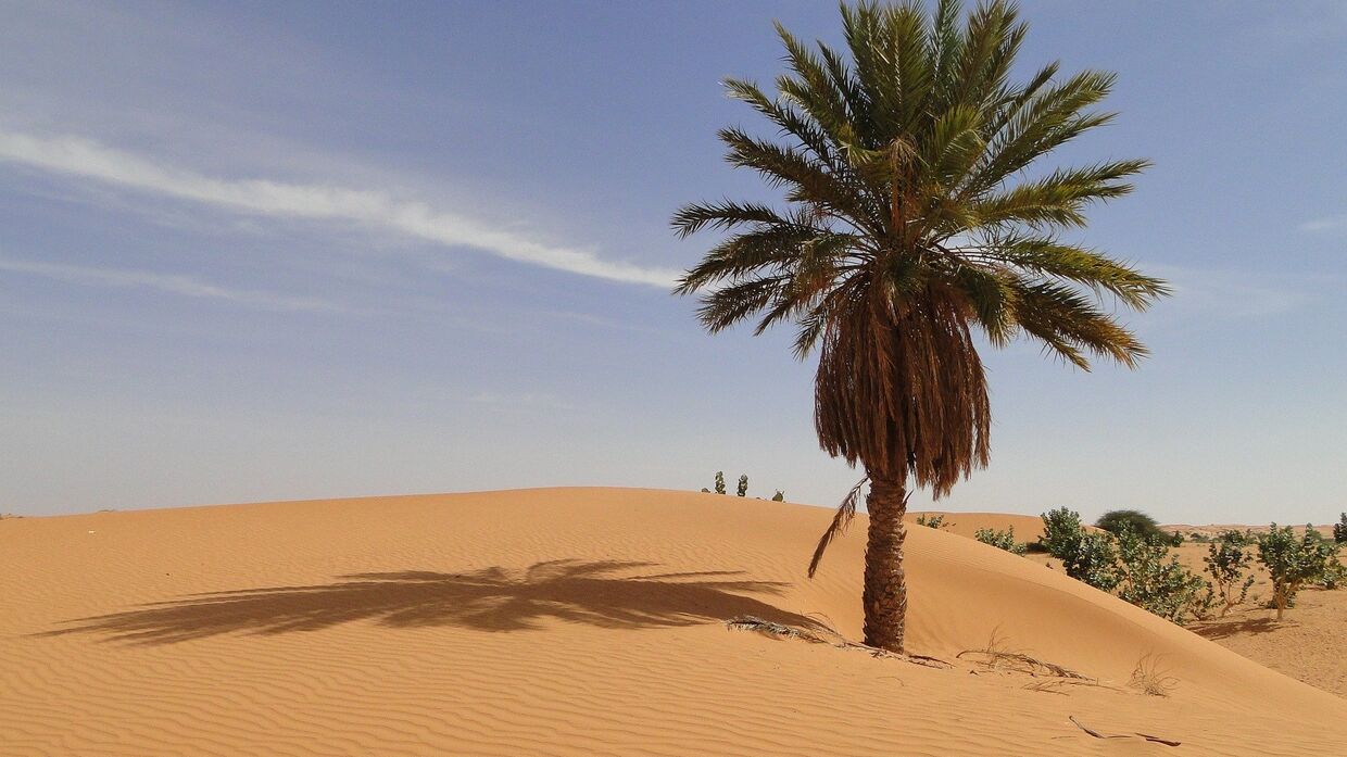 Пальма в пустыне