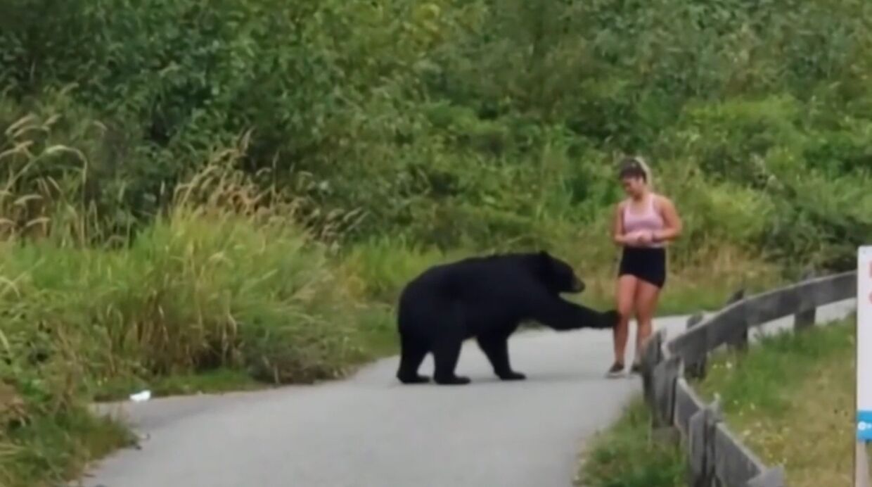 Медведь потрогал девушку