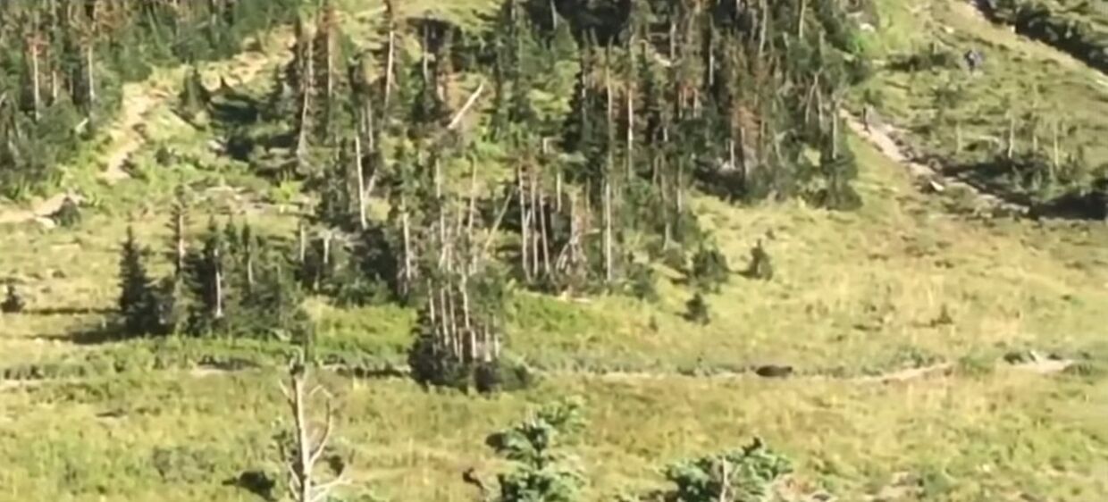 Туристы бегут от медведя в Национальном парке Глейшер