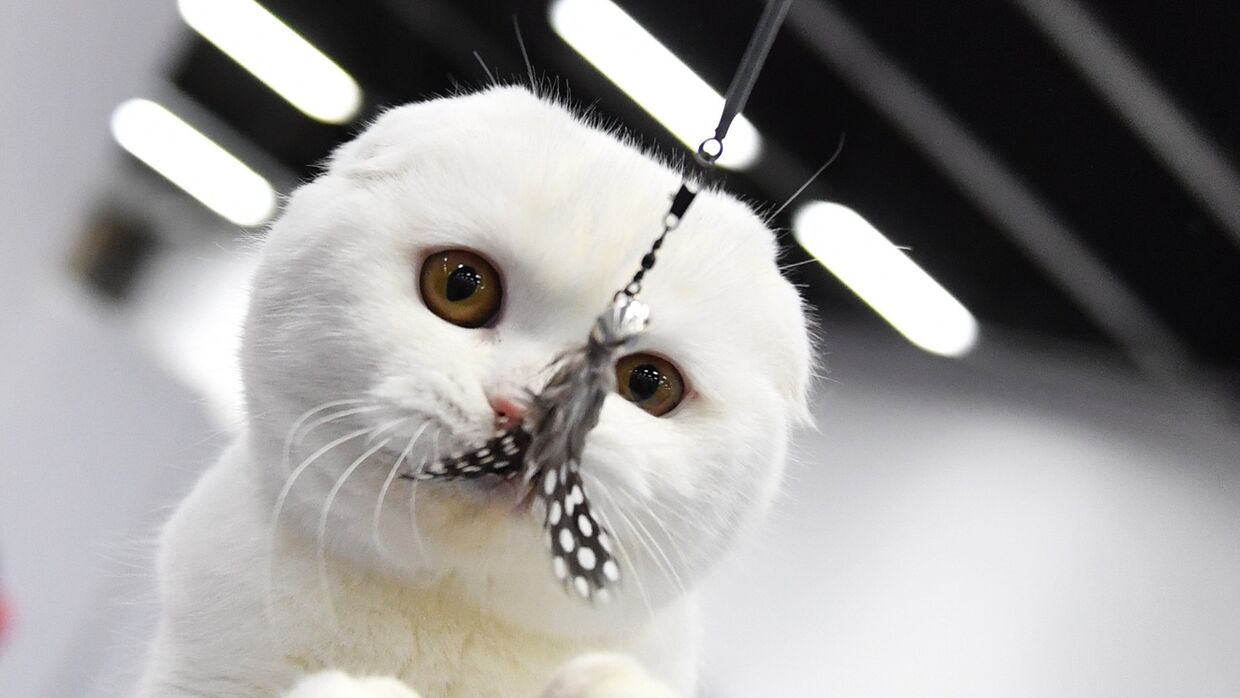 Котенок породы скоттиш-фолд (шотландская вислоухая) на выставке-продаже КоШарики Шоу в Москве