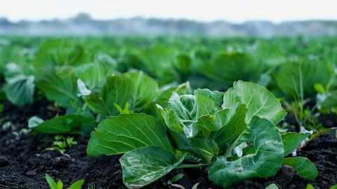 Тепличное хозяйство в Краснодарском крае