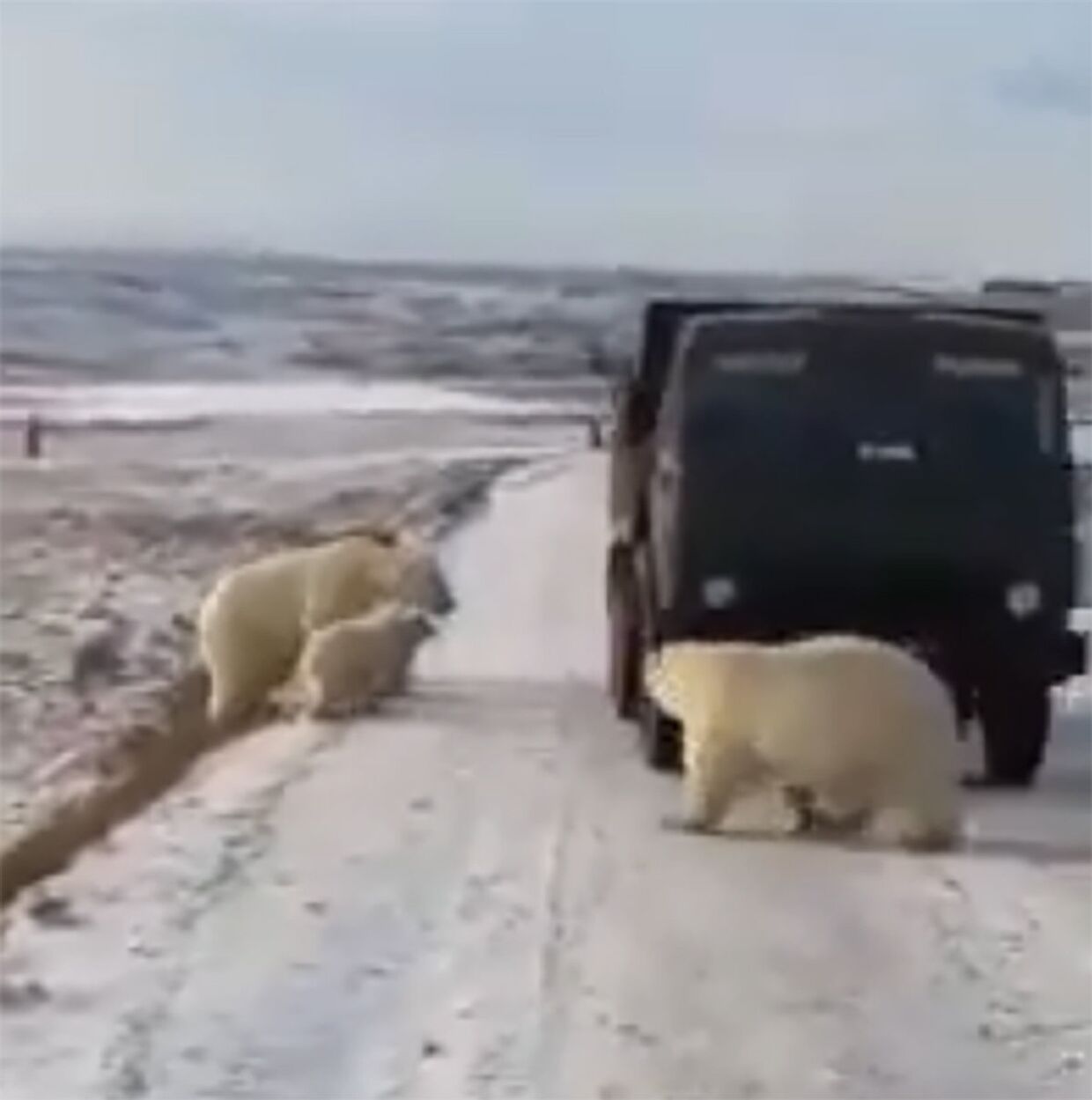 Белые медведи залезли в мусоровоз