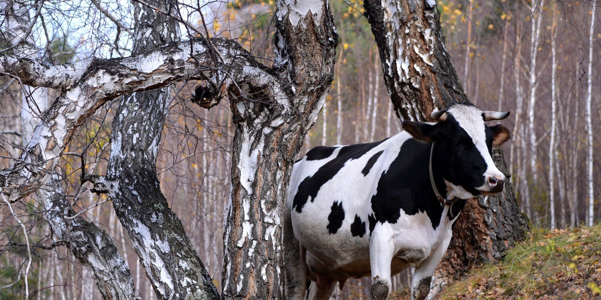 Корова на выпасе  - ИноСМИ, 1920, 27.01.2022