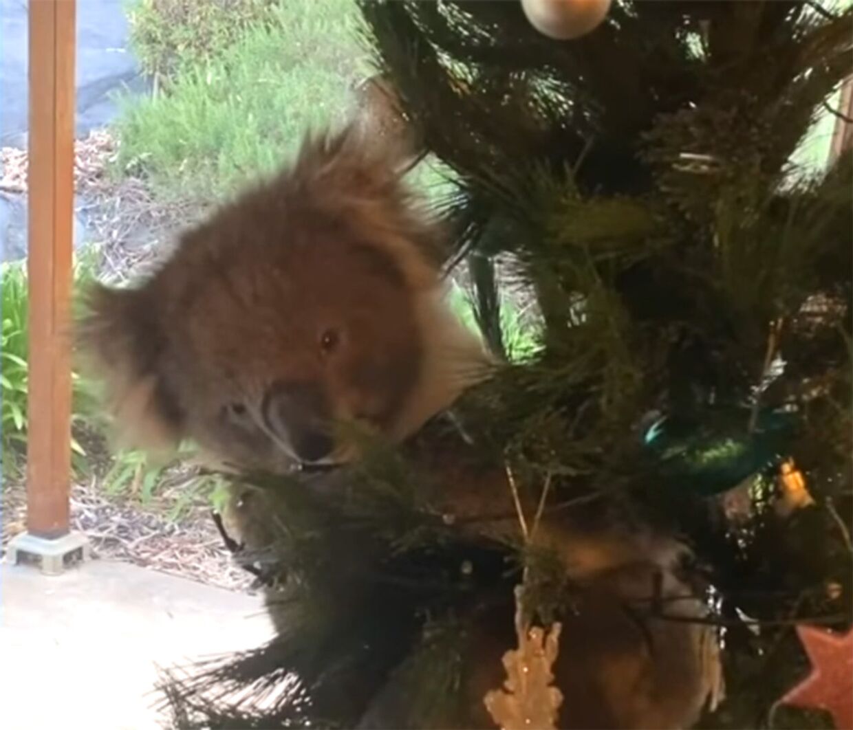 Коала оказалась на рождественской елке в австралийской семье