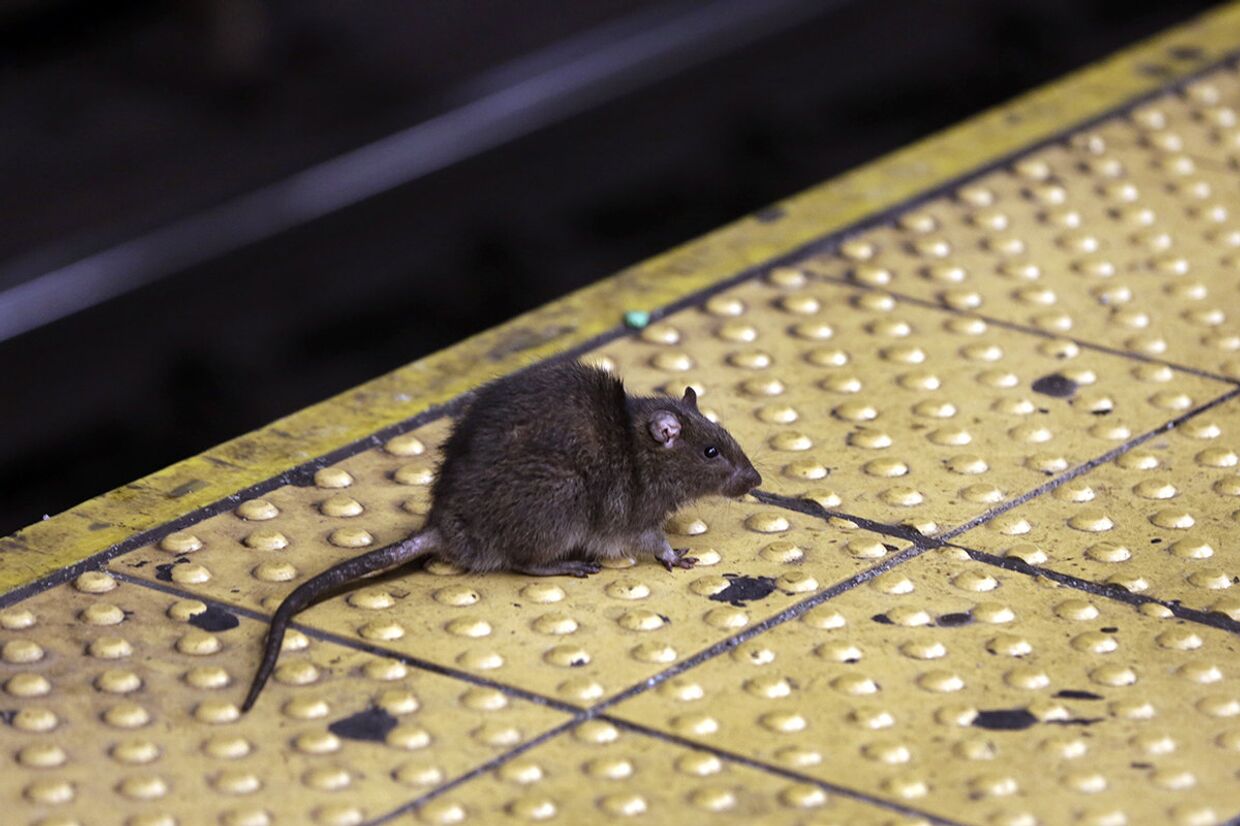 Крыса на улице в Нью-Йорке
