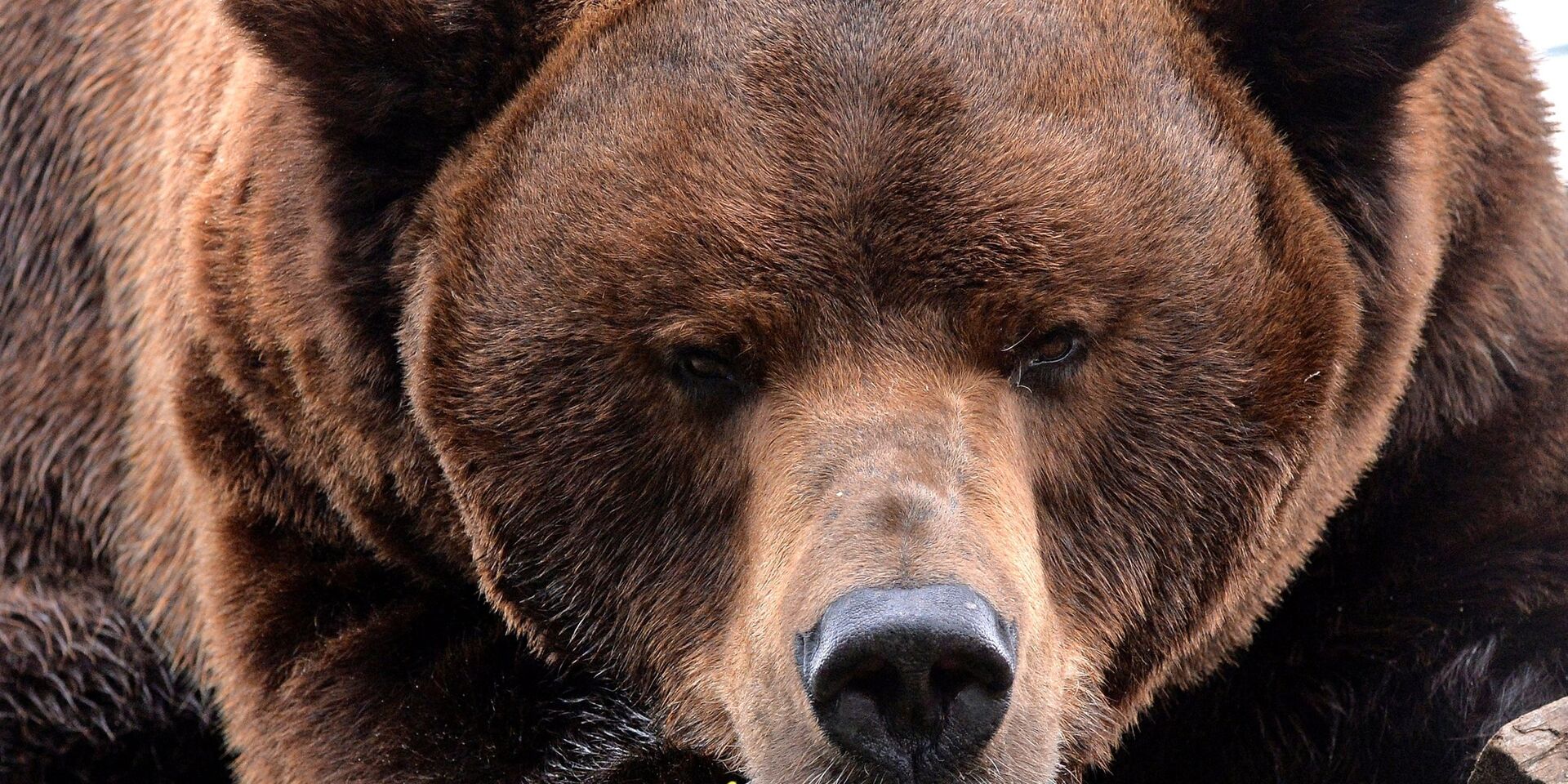 Камчатский бурый медведь - ИноСМИ, 1920, 06.10.2021