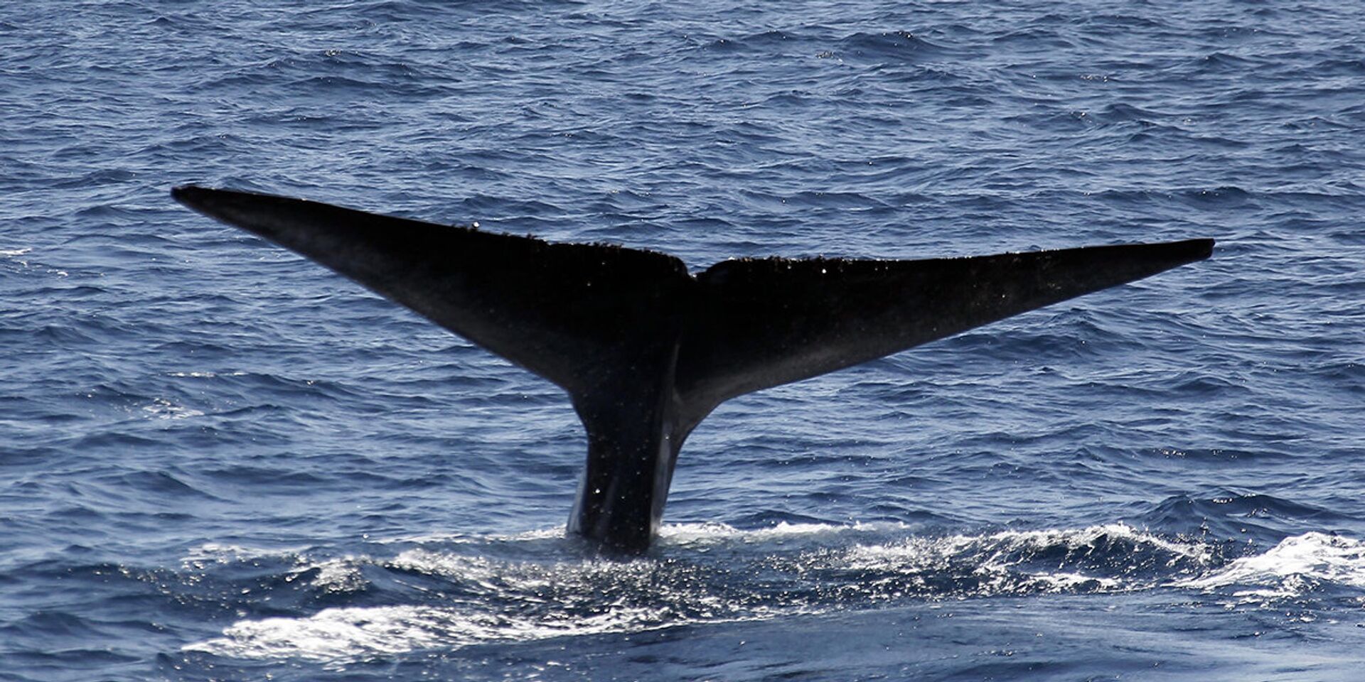 Синий кит - ИноСМИ, 1920, 28.03.2022