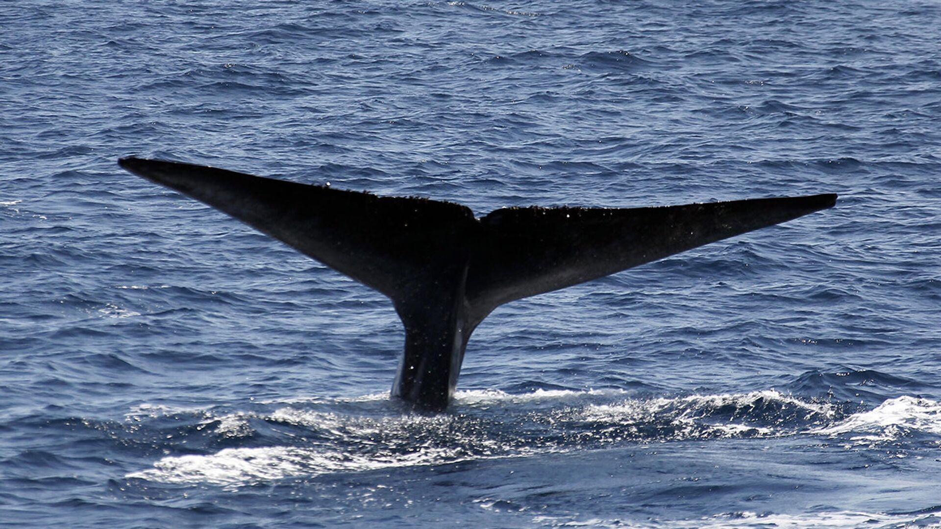 Синий кит - ИноСМИ, 1920, 28.03.2022