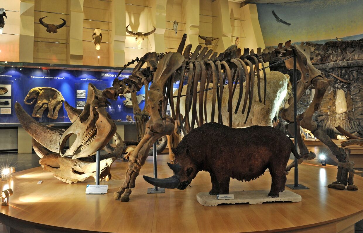 Скелет шерстистого носорога в музее мамонта в Якутске.