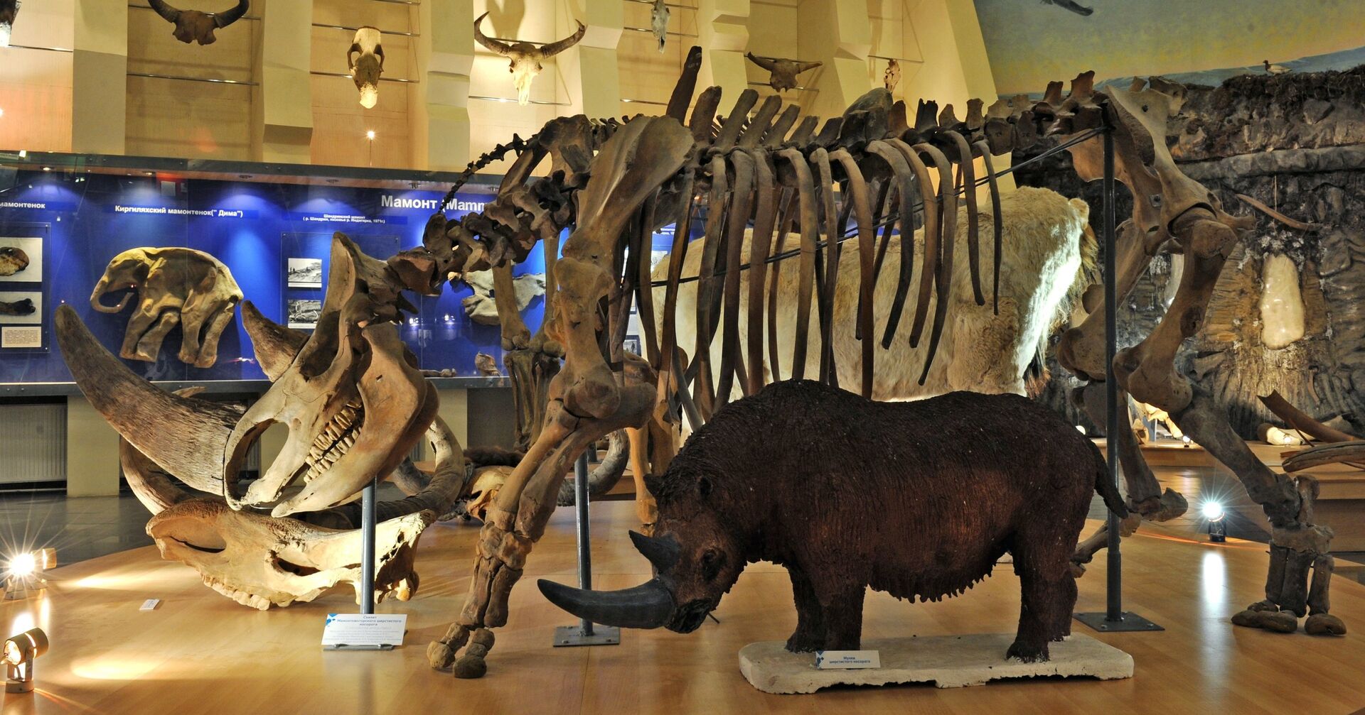 Скелет шерстистого носорога в музее мамонта в Якутске. - ИноСМИ, 1920, 16.01.2021