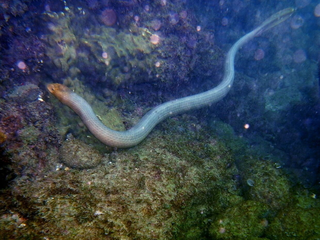 Морская змея Дюбуа