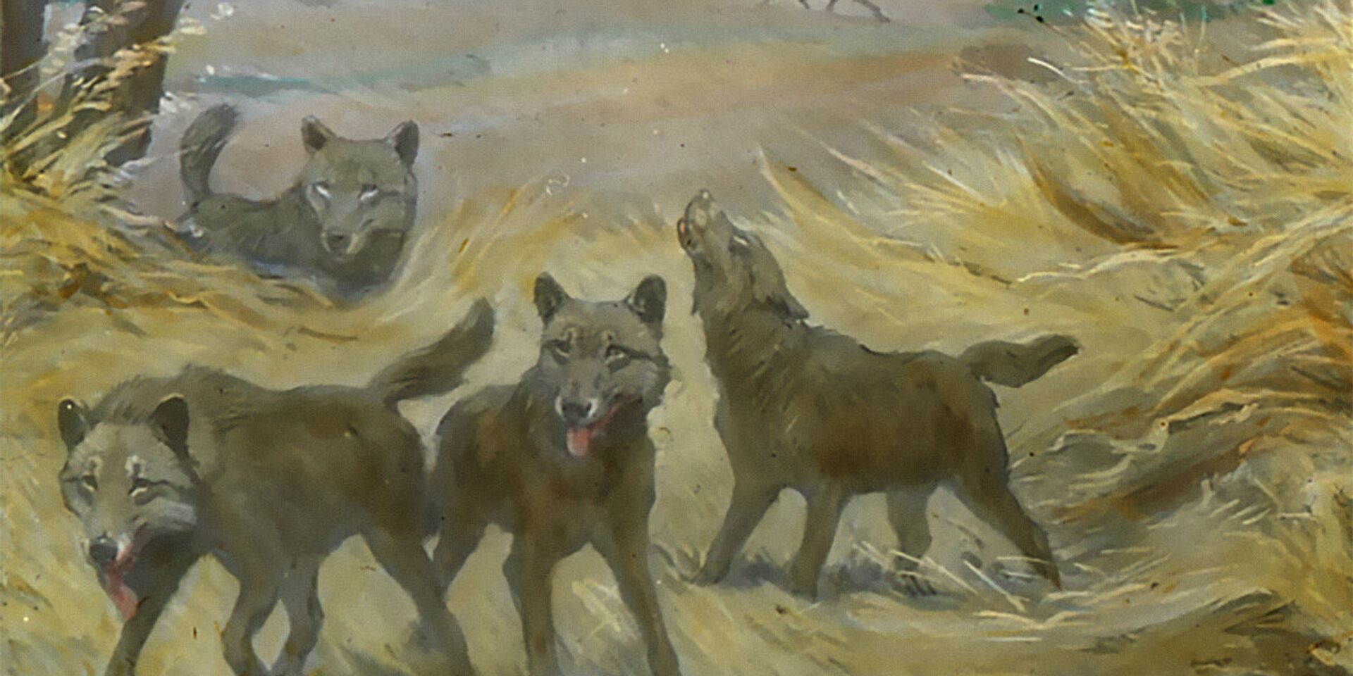 Ужасные волки - ИноСМИ, 1920, 16.01.2021