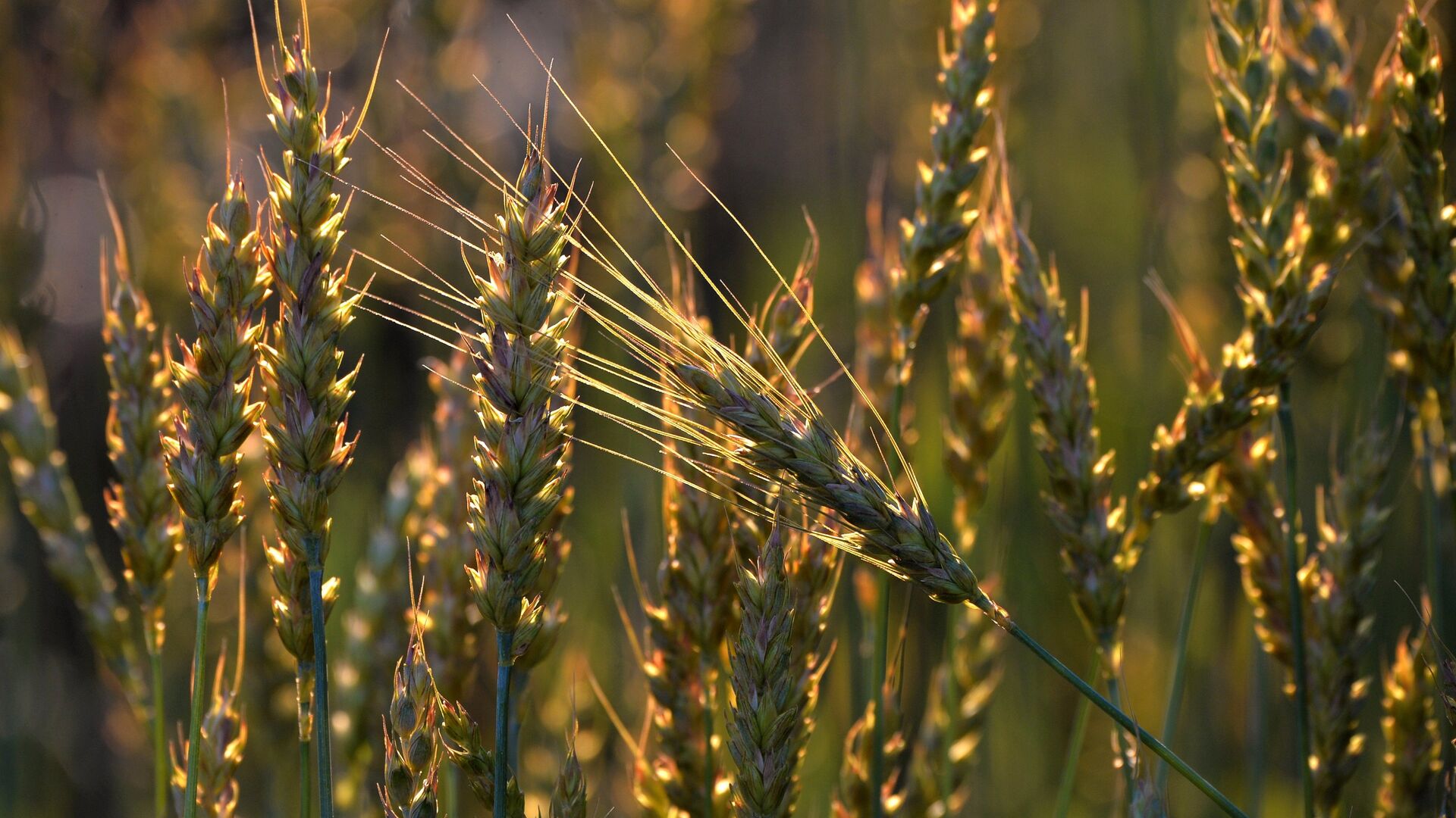 Пшеница на поле - ИноСМИ, 1920, 14.05.2022