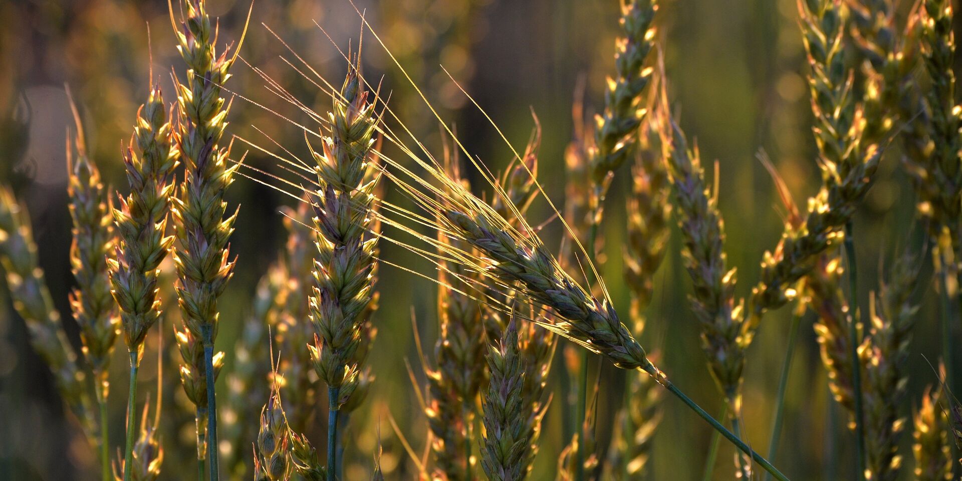Пшеница на поле - ИноСМИ, 1920, 14.05.2022