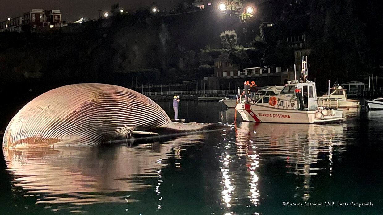 19 января 2021. Мертвый кит в Неаполитанском заливе, Италия