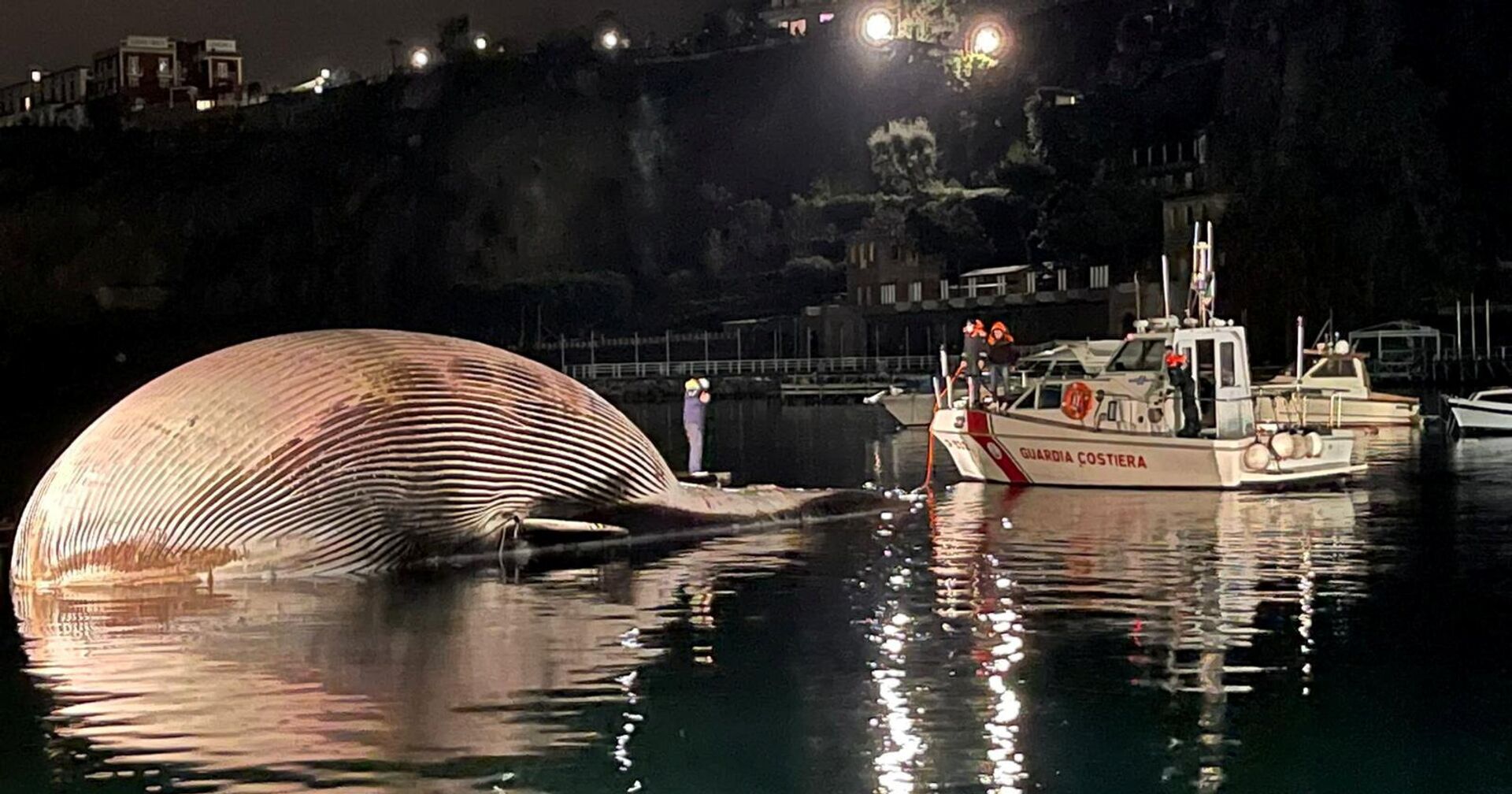 19 января 2021. Мертвый кит в Неаполитанском заливе, Италия - ИноСМИ, 1920, 21.01.2021