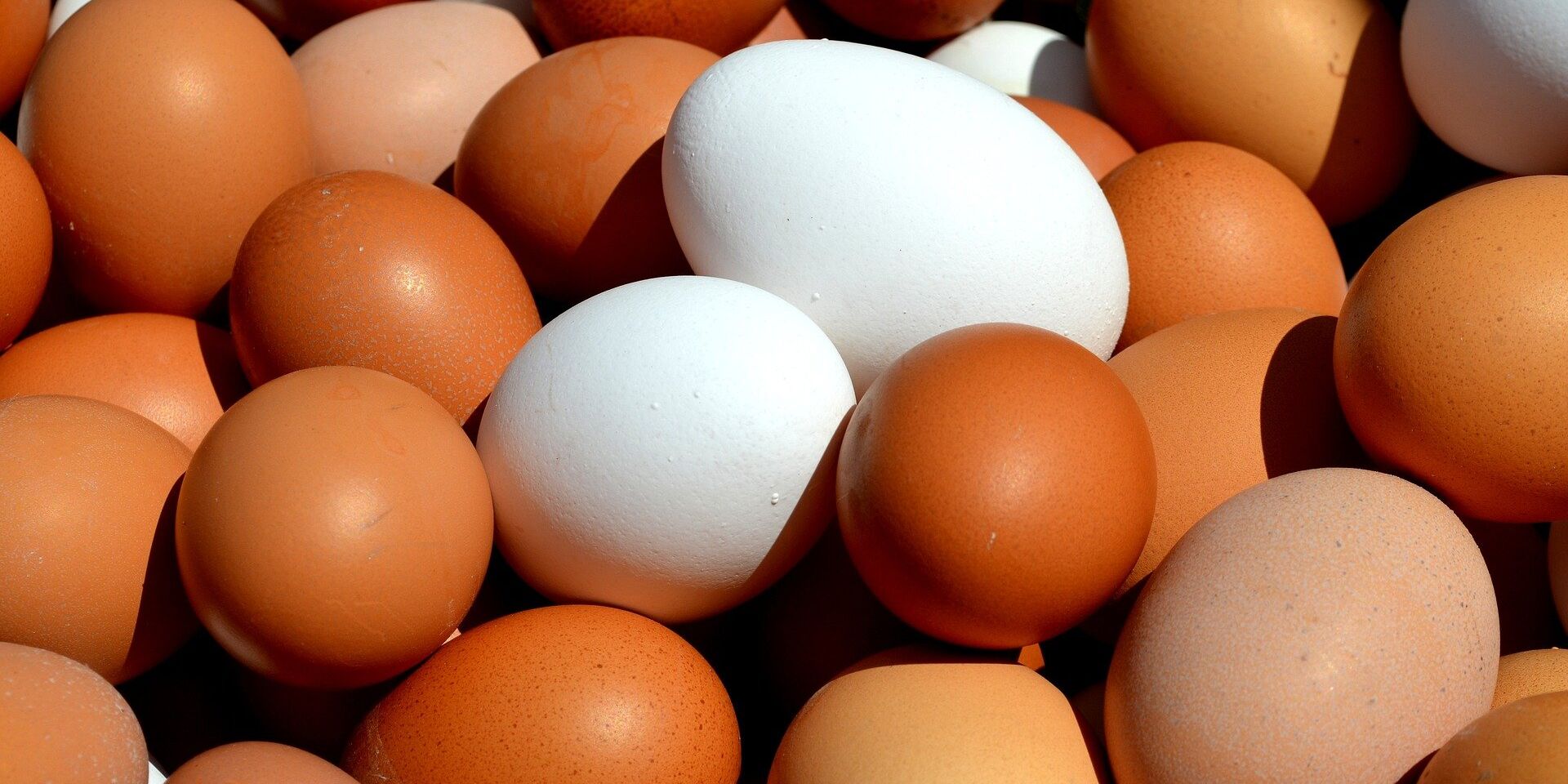 Куриные яйца - ИноСМИ, 1920, 16.04.2023