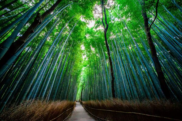 Бамбуковый лес Сагано, Япония