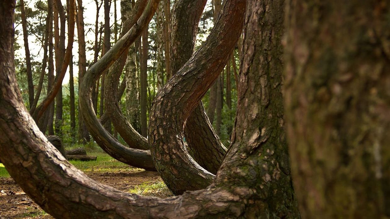 Изогнутый лес, Польша