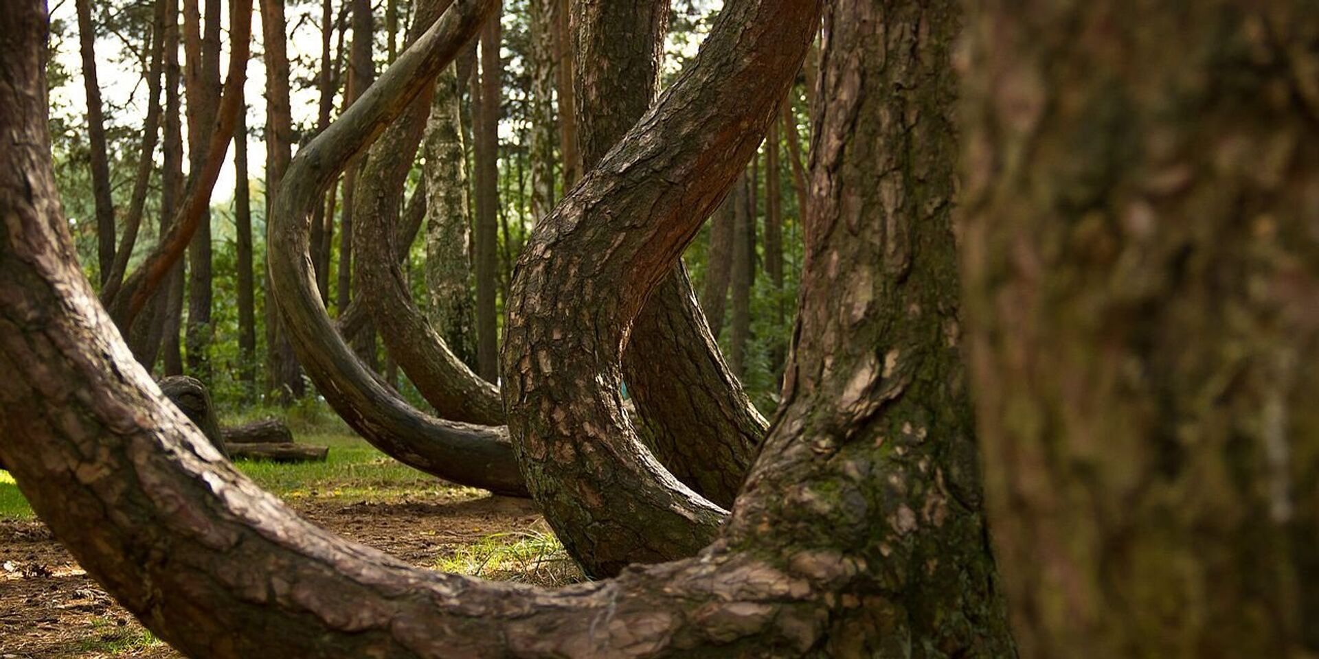 Изогнутый лес, Польша - ИноСМИ, 1920, 27.04.2023