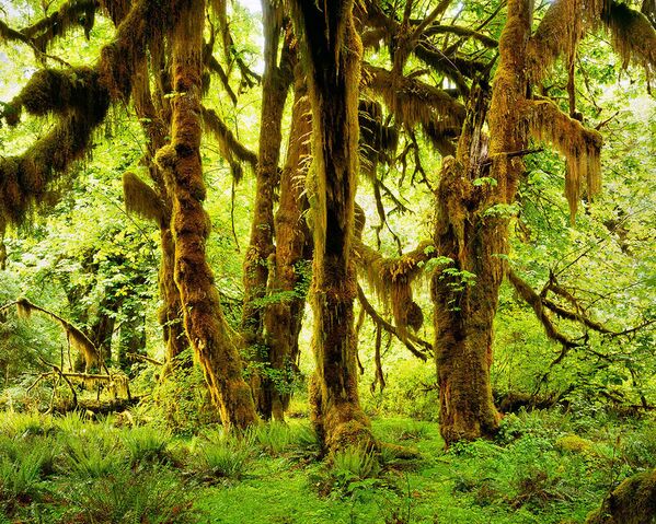 Дождевой лес, Вашингтон, США