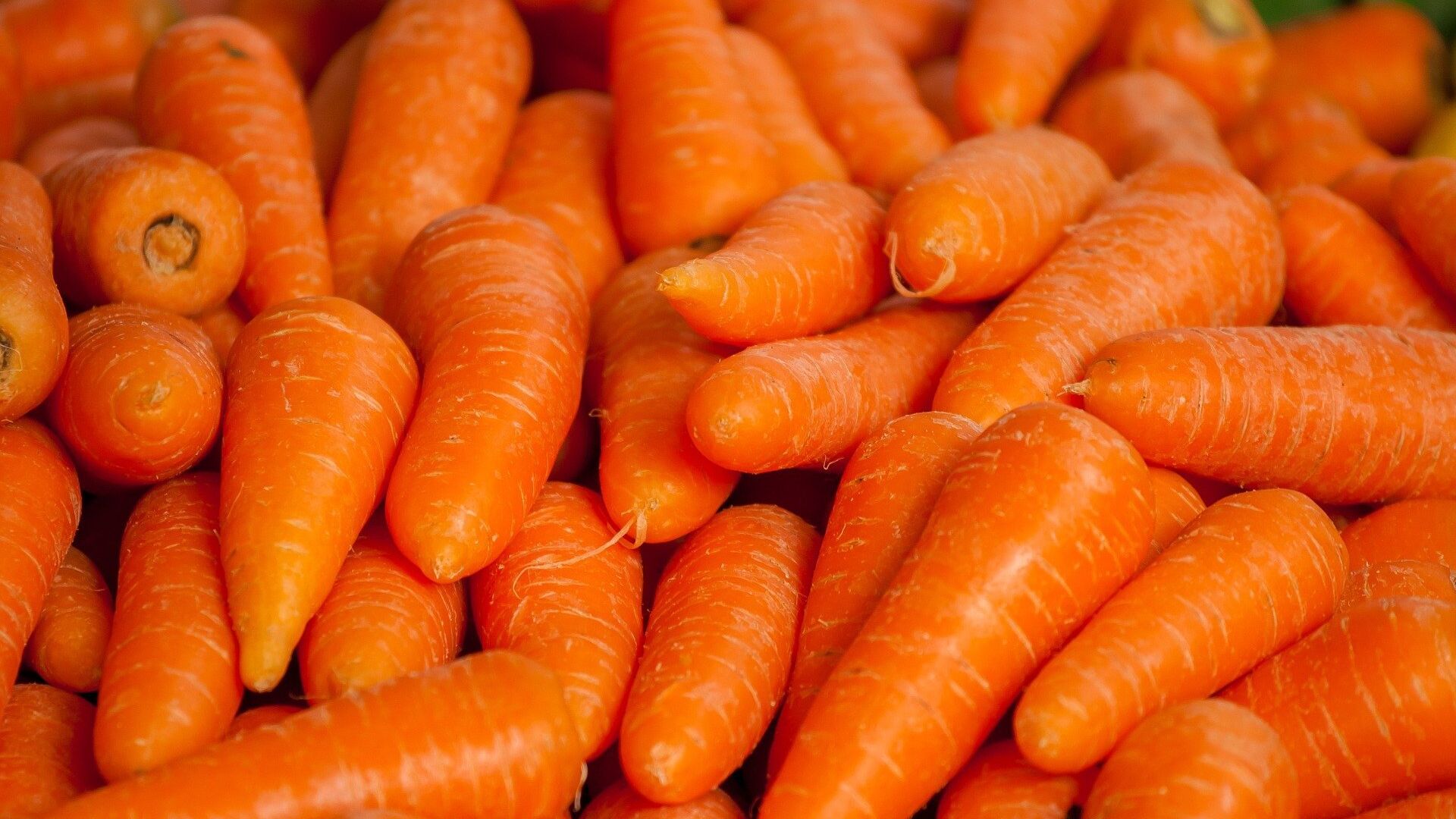 Не торопитесь выкапывать морковь и свёклу! Определяем сроки уборки корнеплодов