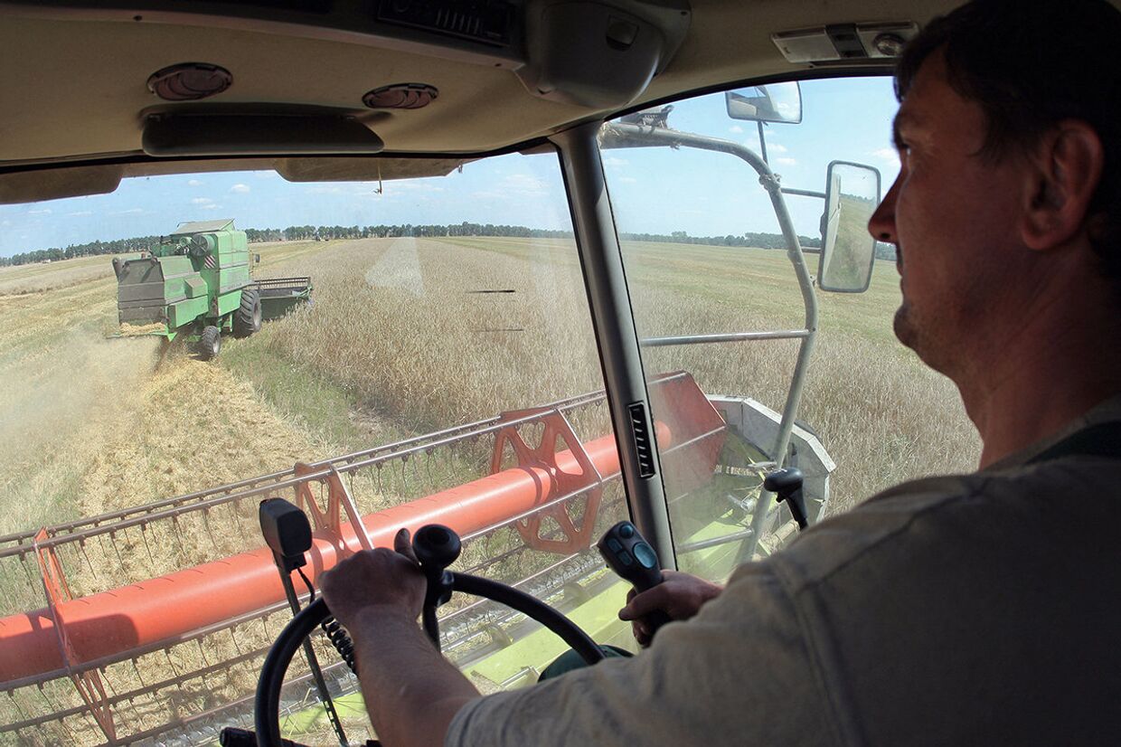 Сбор урожая зерна в Черниговской области, Украина