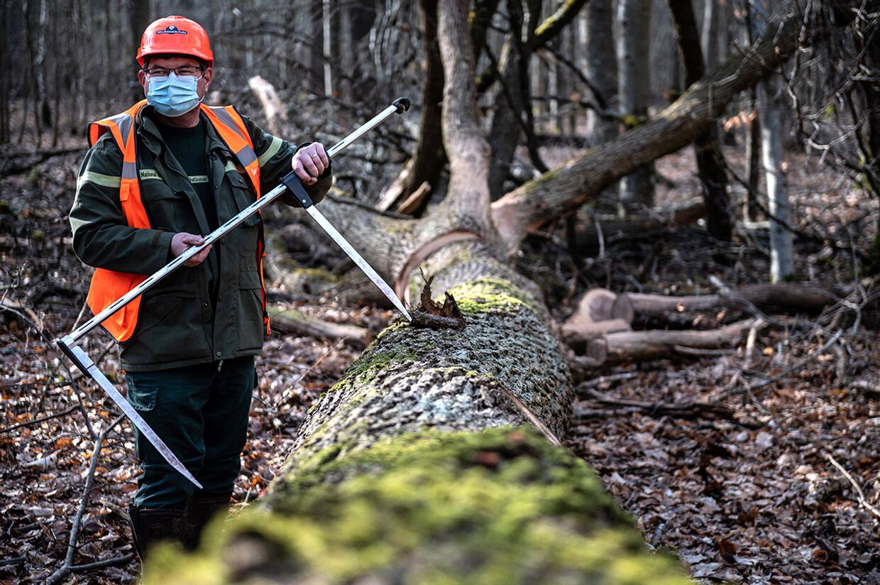 Лесоруб работает над вырубкой дубов, отобранных для использования при реконструкции Нотр-Дама в лесу Вильфермуа