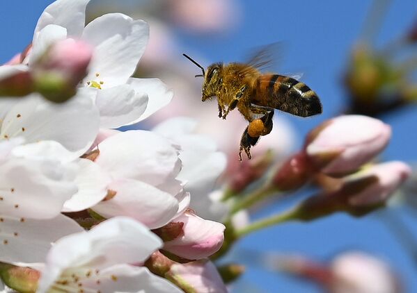 Пчела собирает пыльцу в Королевском ботаническом саду в Лондоне