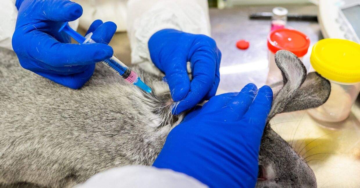 В России зарегистрирована первая в мире вакцина против COVID-19 для животных
