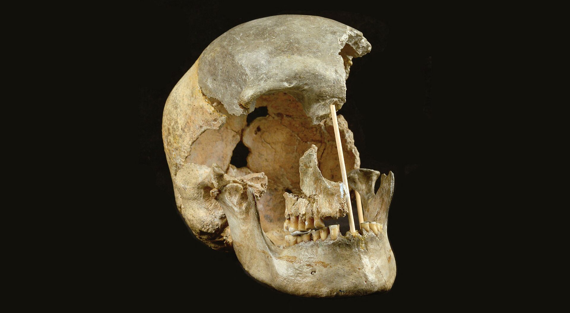 Череп современного человека из пещеры Златы Кун, Чехия - ИноСМИ, 1920, 08.04.2021
