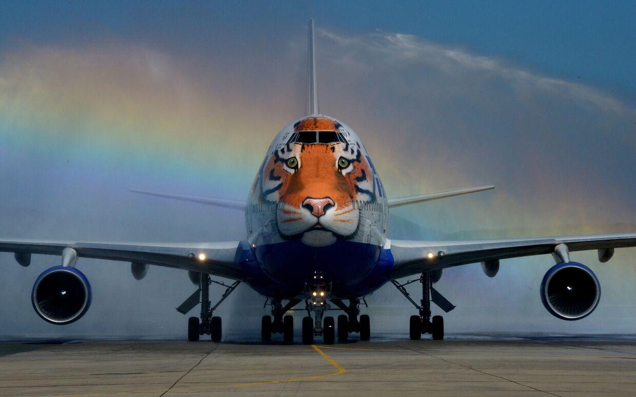 Самолет авиакомпании «Трансаэро», украшенный уникальным изображением амурского тигра