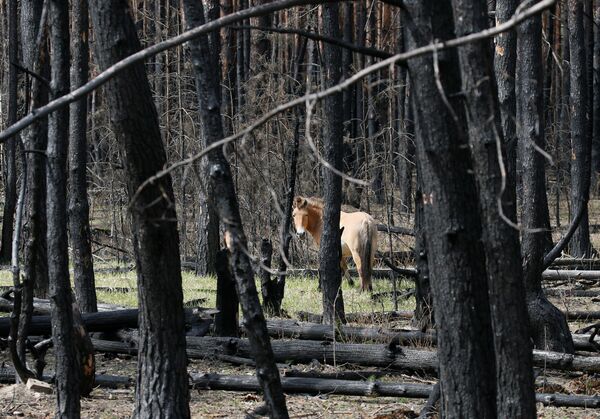 Лошадь Пржевальского в выжженном лесу в Чернобыльской зоне отчуждения