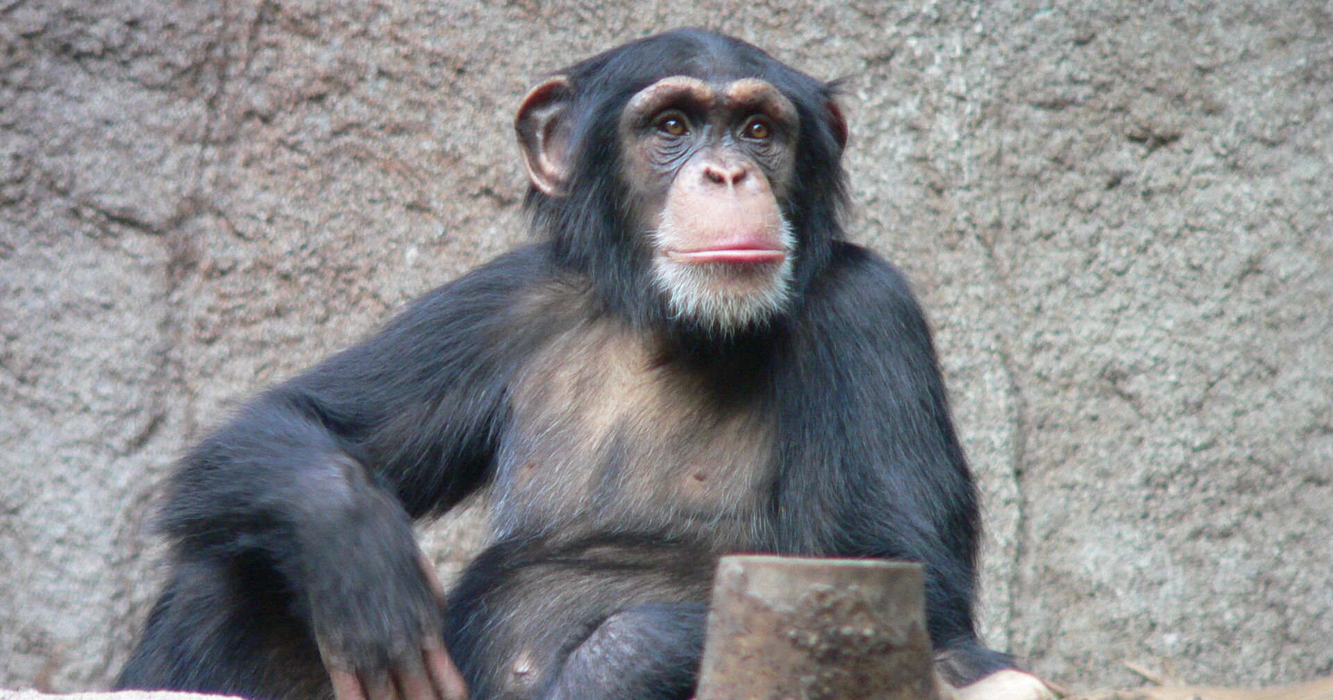 Шимпанзе - ИноСМИ, 1920, 17.05.2021