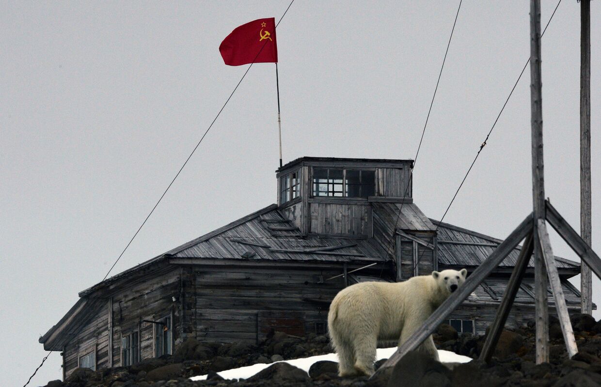 Белый медведь на территории полярной станции на берегу бухты Тихая на острове Гукера архипелага Земля Франца-Иосифа