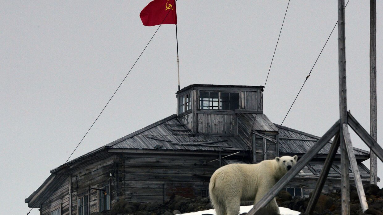 Белый медведь на территории полярной станции на берегу бухты Тихая на острове Гукера архипелага Земля Франца-Иосифа 