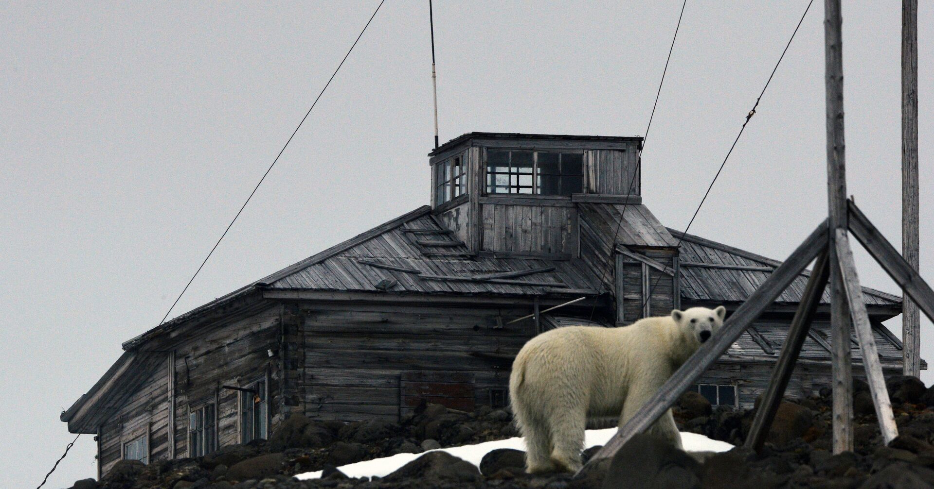Белый медведь на территории полярной станции на берегу бухты Тихая на острове Гукера архипелага Земля Франца-Иосифа - ИноСМИ, 1920, 25.05.2021